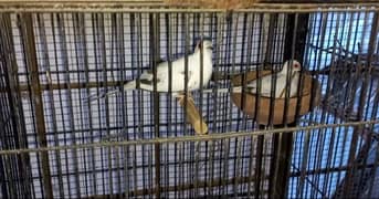 Top Quality Diamond Pied Dove breedee Pairs looking for new Shelter