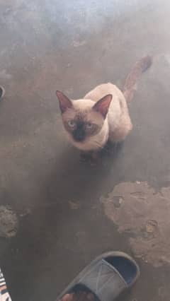 Siamese