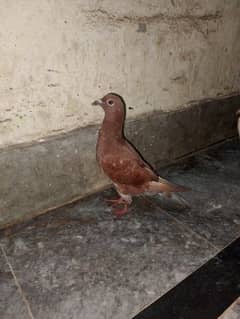 5 pigeon name's ke description me hai urgent sale only call 0