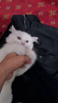 Persian cat 0