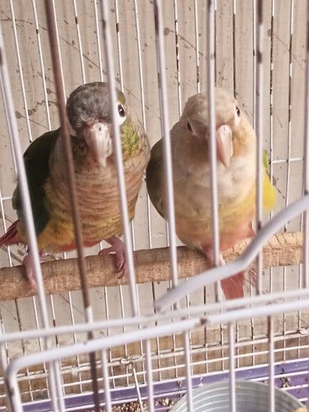 pineapple conure Breeder pair urgent sale 15k 1