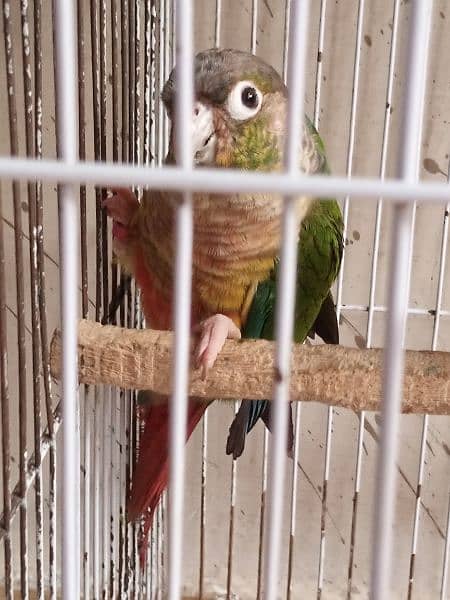 pineapple conure Breeder pair urgent sale 15k 2