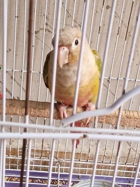 pineapple conure Breeder pair urgent sale 15k 3