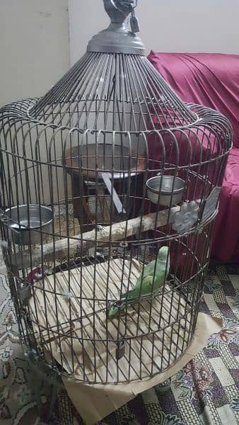 talking parrots with cage 1