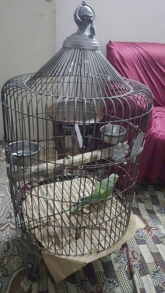 talking parrots with cage 2