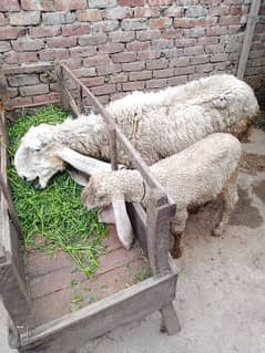 Sheep for sale urgent