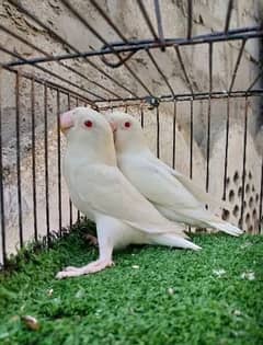 Albino Red Eye B2 0324 8531614 0