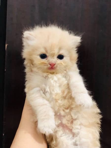 persian kittens 1