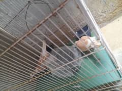 Breeder Qumri Doves