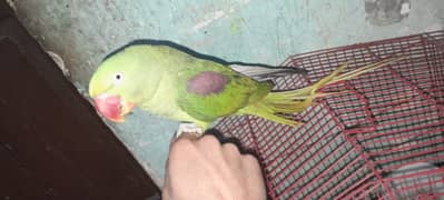 Raw parrot