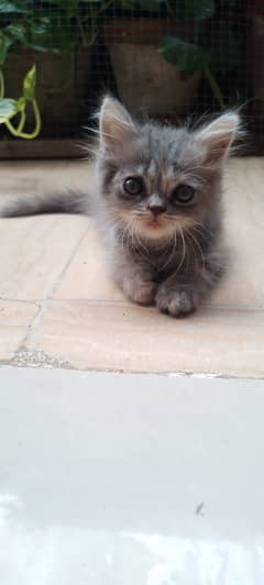 4 Cute Persian Kittens for Sale! (2 months old)