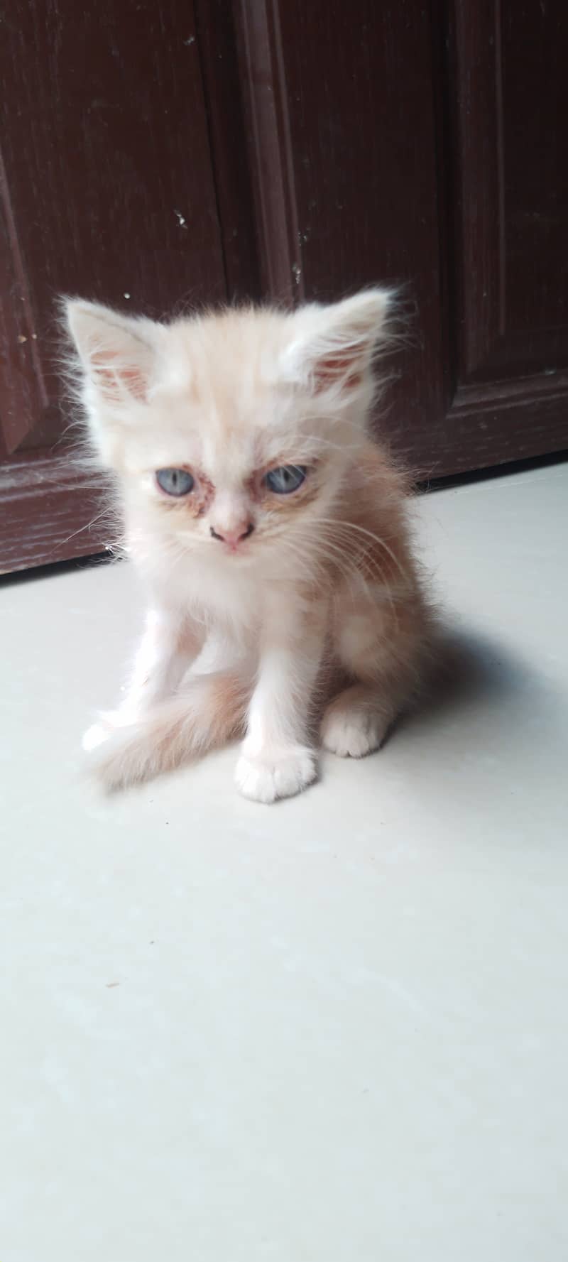 4 Cute Persian Kittens for Sale! (2 months old) 3