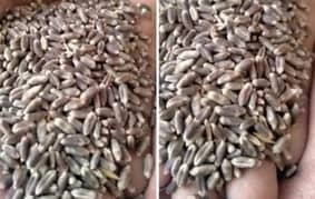 black wheat