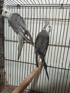 cocktail white face and pearl 2 breeder pairs cockatail cockatiel