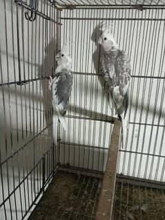 cocktail white face and pearl 2 breeder pairs cockatail cockatiel