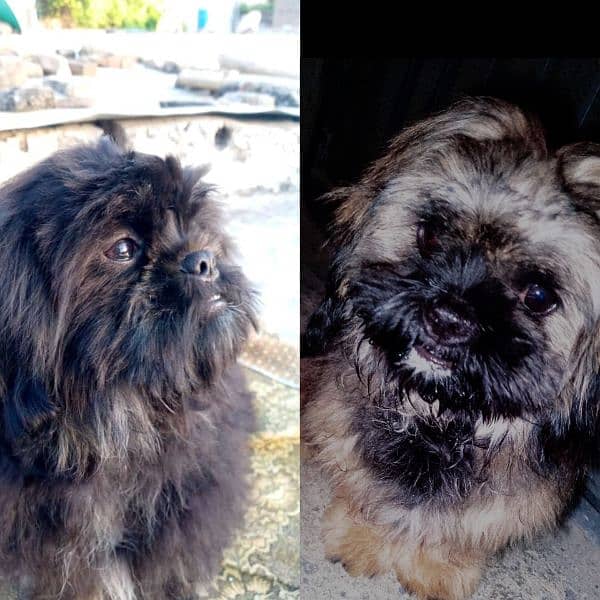 Pair Shihtzu Lover for sale 1