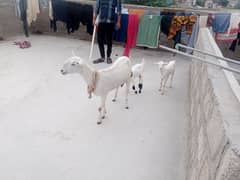 bakri with 2 male female kids mashallah