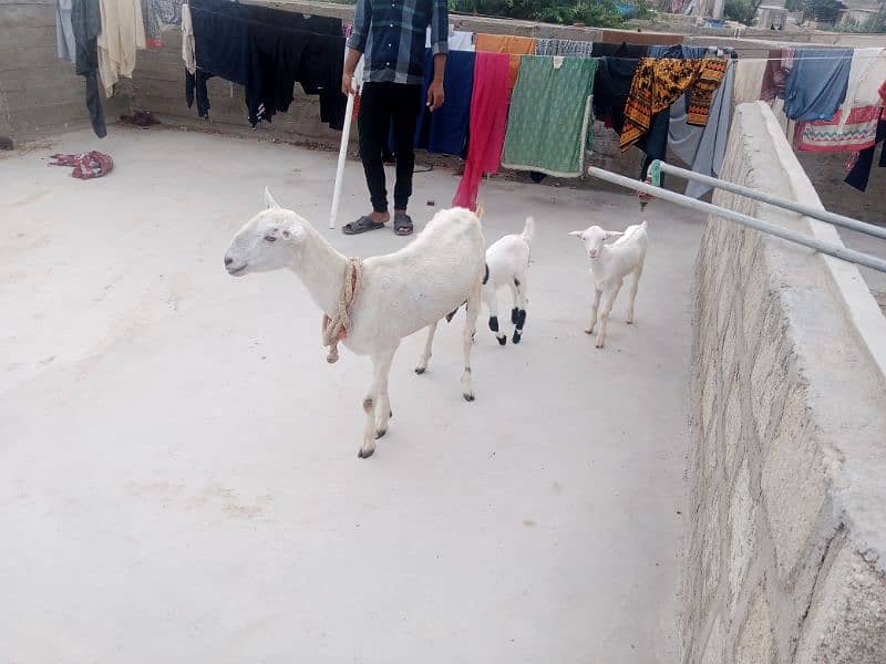 bakri with 2 male female kids mashallah 0