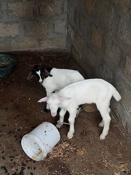 bakri with 2 male female kids mashallah 1