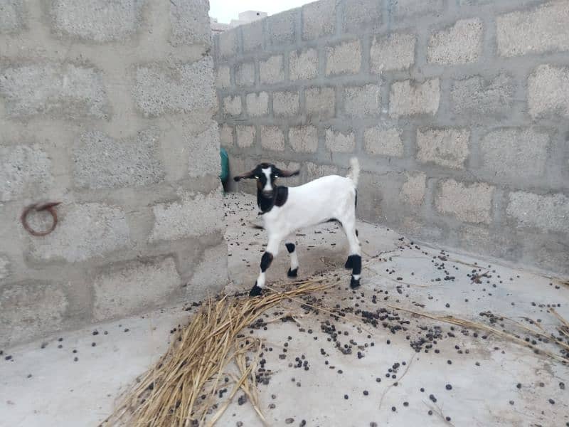 bakri with 2 male female kids mashallah 2