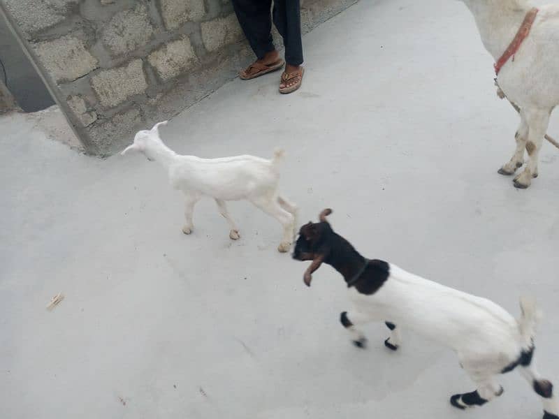 bakri with 2 male female kids mashallah 3