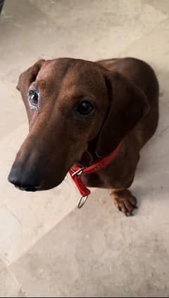 Super Cute Male Dachshund available for Rehoming