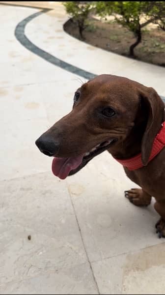 Super Cute Male Dachshund available for rehoming 1