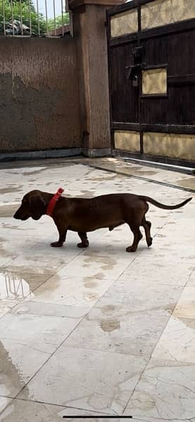 Super Cute Male Dachshund available for rehoming 2