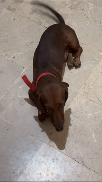 Super Cute Male Dachshund available for rehoming 5