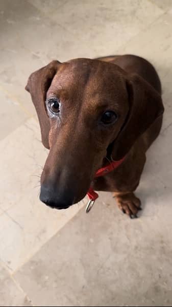 Super Cute Male Dachshund available for rehoming 8