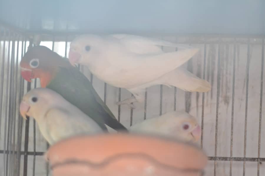 lovebirds (adult/semi adult) 1