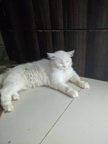 Pair of 9 month Persian Cat for sale 0