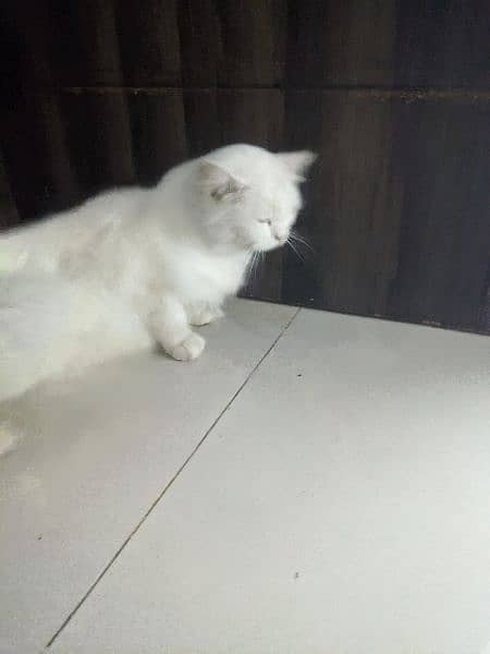 Pair of 9 month Persian Cat for sale 1