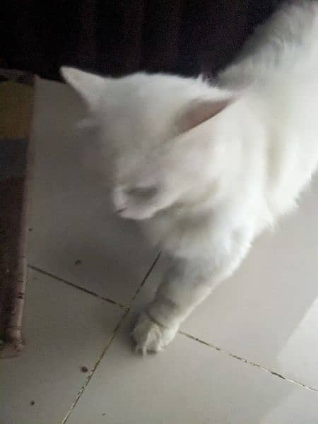 Pair of 9 month Persian Cat for sale 2