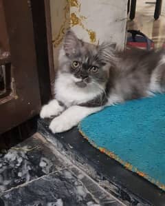 Persian cat