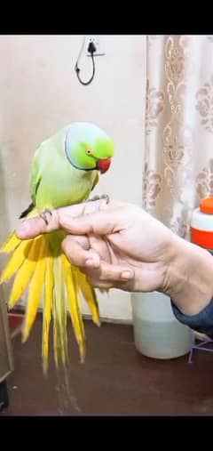 Parrot