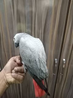 African grey parrot for sell