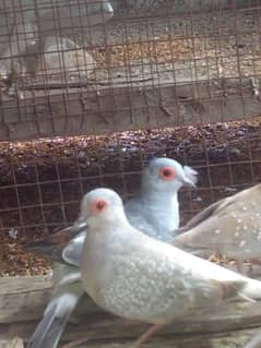 Home breed breeder pairs white tail and red dove birds