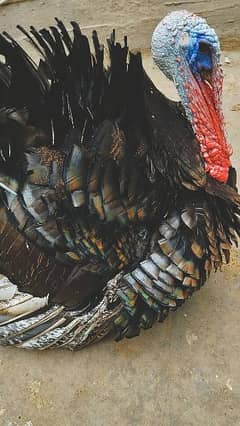 Turkey male