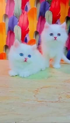 Persian Cat for sale my WhatsApp number 0326/74/83/108