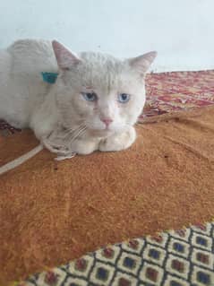 White Persian blue eyes Pure breed cat.