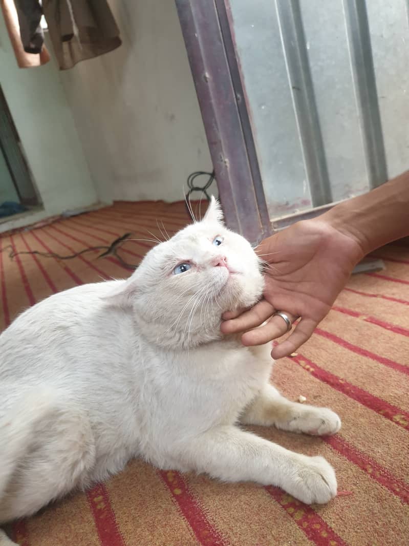 White Persian blue eyes Pure breed cat. 4