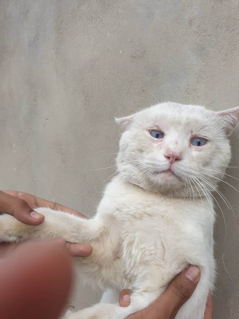 White Persian blue eyes Pure breed cat. 5