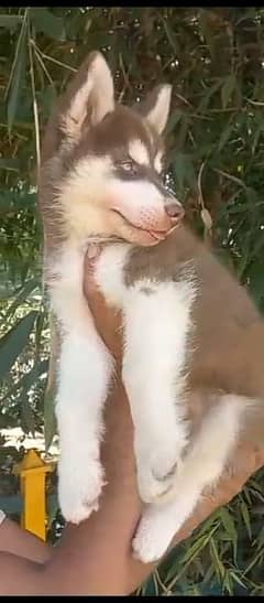 Siberian husky