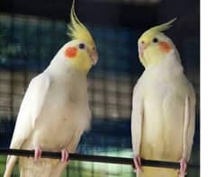 cocktail breeder male availabla contact 03140866102