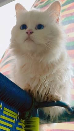 Persian cat