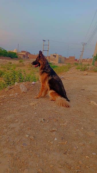 German Shepherd 1