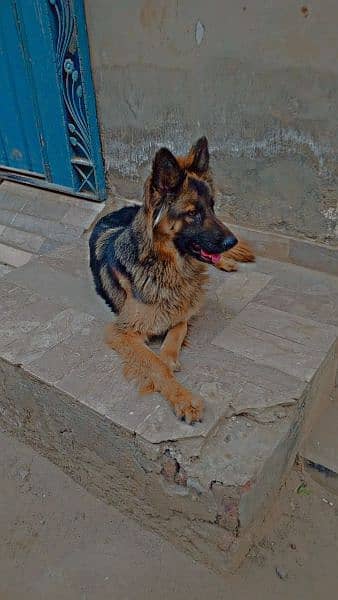 German Shepherd 3