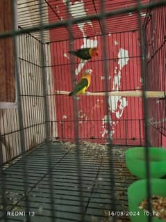 opaline breeder pair for sale and cage also