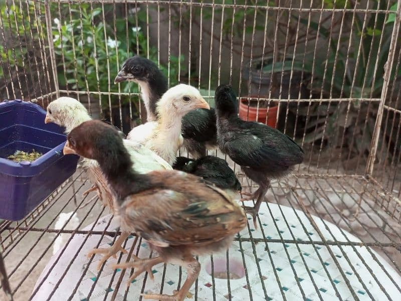 Aseel Chicks Healthy and Active for sale 0